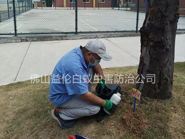 禪城中學防治紅火蟻
