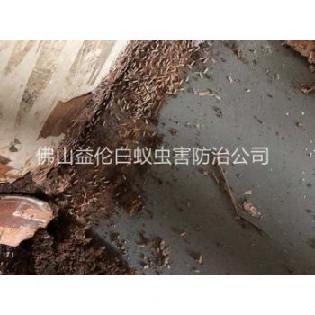 佛山市倉庫白蟻滅治