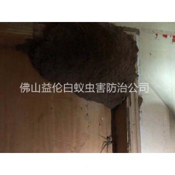 禪城祖廟滅治白蟻巢