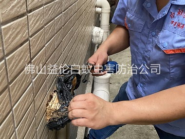 順德建筑滅治白蟻工程