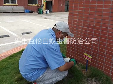 三水殺滅紅火蟻工程